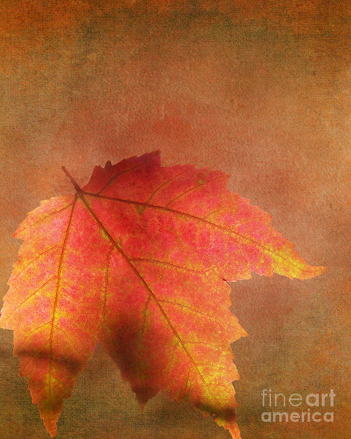 Autumn Leaf Photograph - Shadows Over Maple Leaf by Kathi Mirto