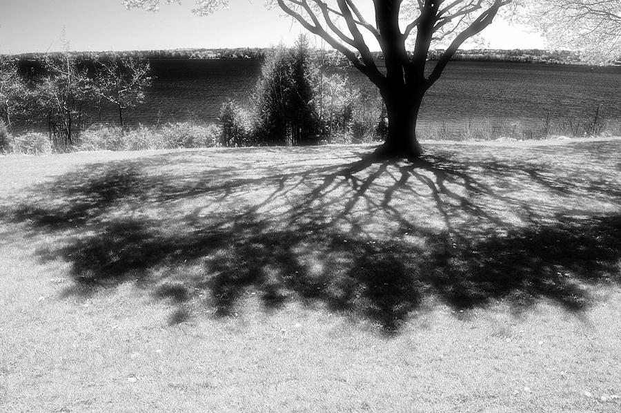 Shadows Under A Tree 2  Photograph by Lyle Crump