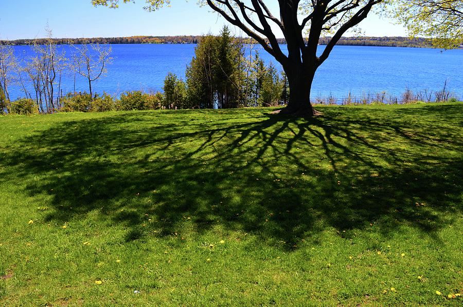 Shadows Under A Tree  Photograph by Lyle Crump