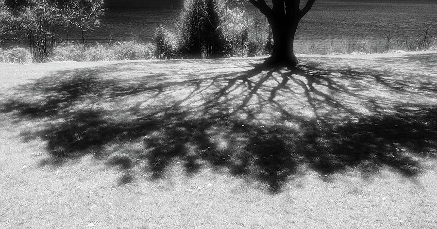 Shadows Under A Tree Two 2  Photograph by Lyle Crump