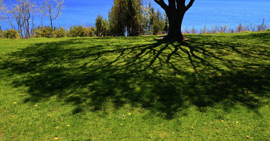 Shadows Under A Tree Two  Photograph by Lyle Crump