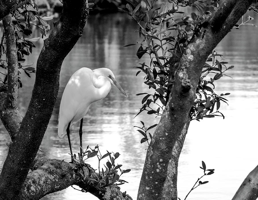 Egret Photograph - Shady Rest BW by Norman Johnson