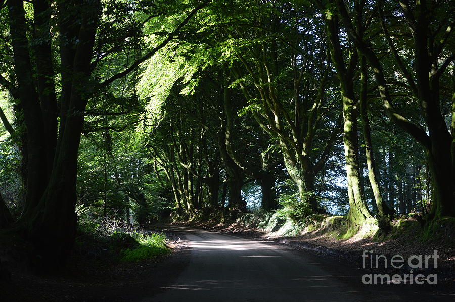 Shady Trees Photograph by Andy Thompson