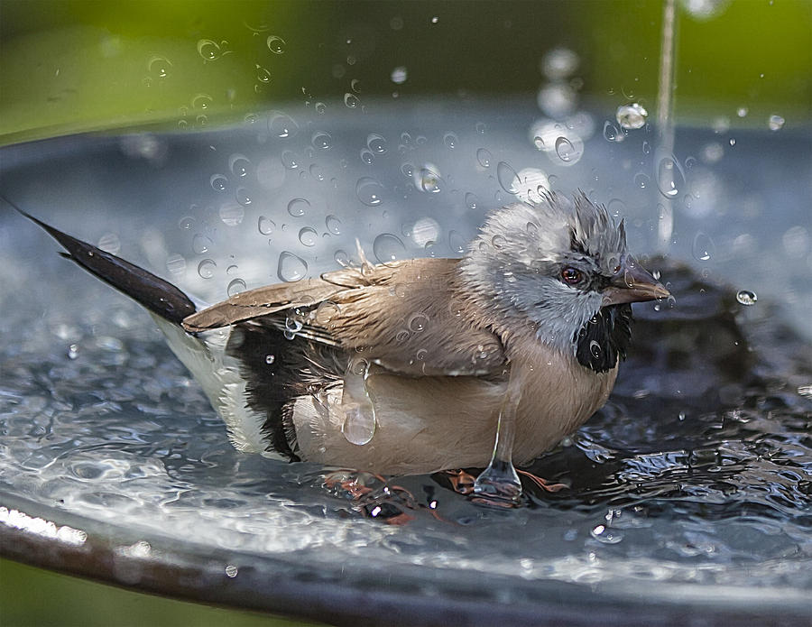 Nature Photograph - ShafttaIL Finch Taking Bath by Edelberto Cabrera