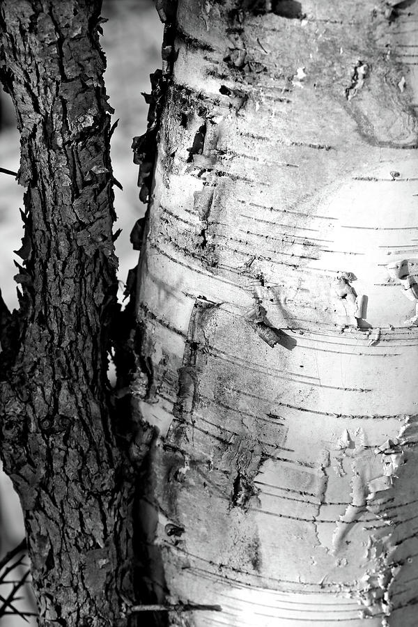 Shagbark and Birch 15 BW Photograph by Mary Bedy