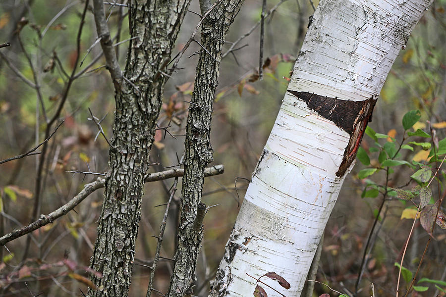 Shagbark and Birch 2 110417 Photograph by Mary Bedy