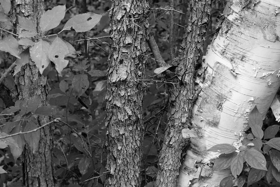 Shagbark and Birch BW Photograph by Mary Bedy