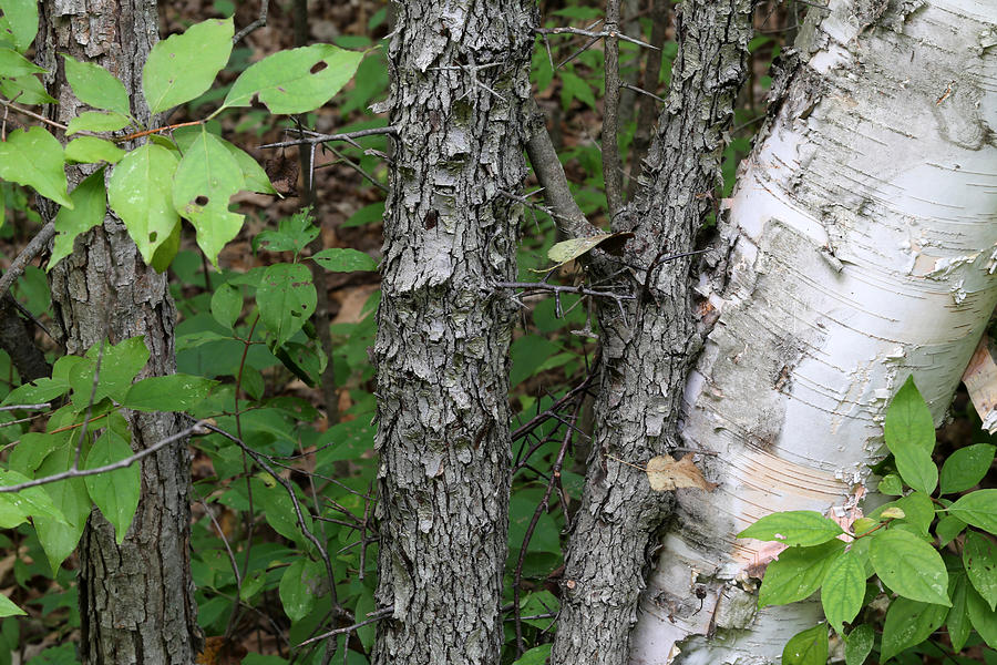 Shagbark and Birch Photograph by Mary Bedy