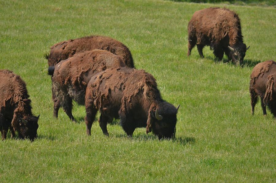 Shaggy Bison Photograph by Robert Coffey - Fine Art America