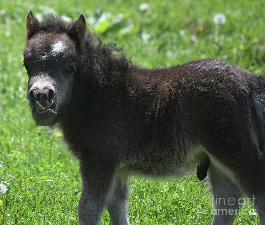 Shaggy Black MIniature Horse Chewing Hay in a Field Photograph by ...