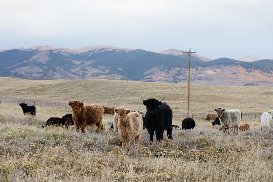 Shaggy-coated cattle near Jefferson Photograph by Carol M Highsmith