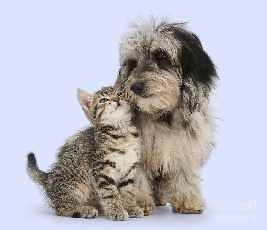 Shaggy Dog Snuggling Photograph by Warren Photographic