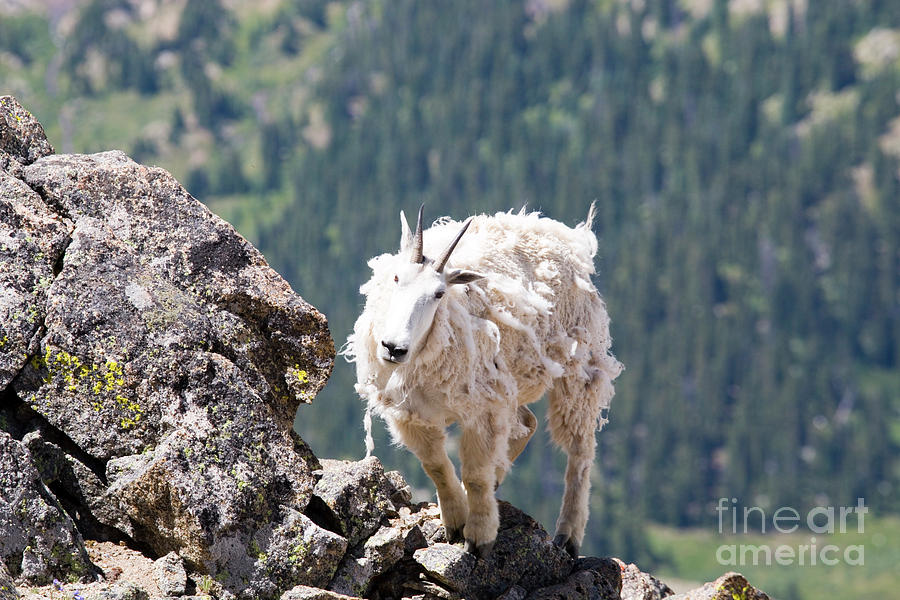 Shaggy Goat on Mount Massive Summit Photograph by Steven Krull