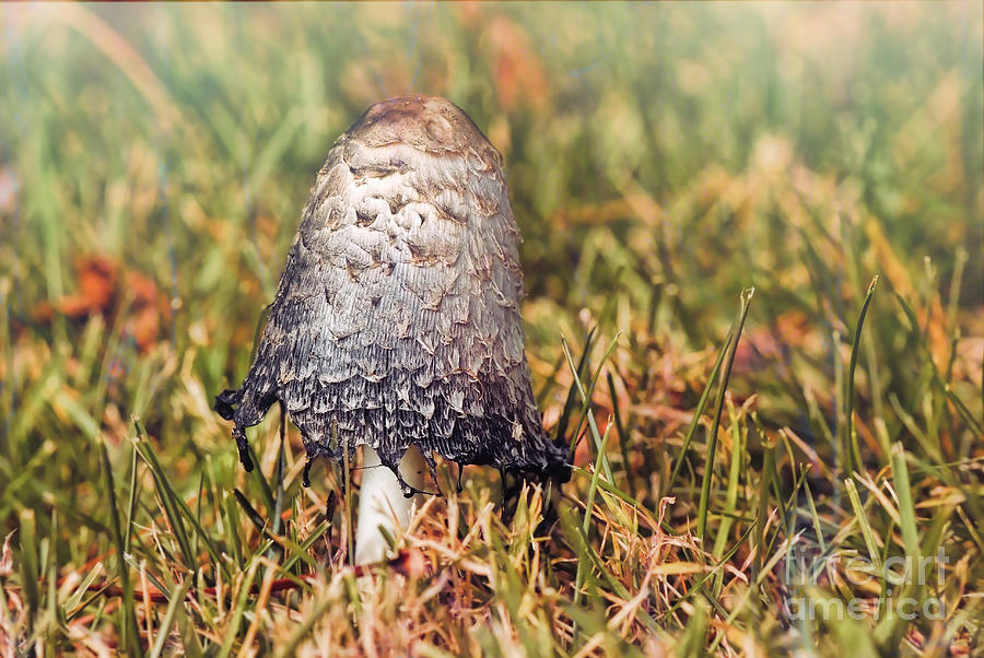 Shaggy Ink Cap Mushroom Photograph by Kerri Farley