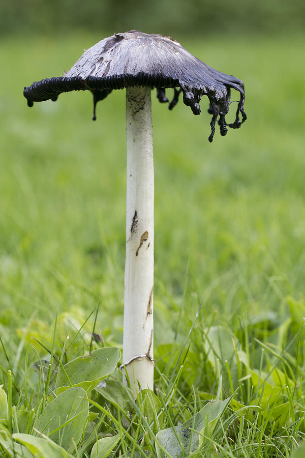Mushroom Photograph - Shaggy Ink Cap Mushroom by Milton Cogheil