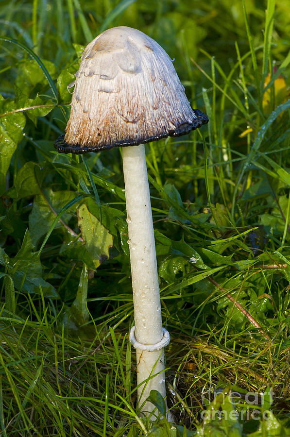 Shaggy Ink Cap Photograph by Steen Drozd Lund