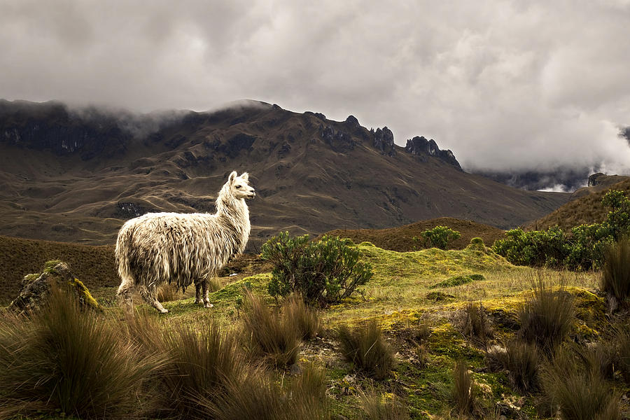 Shaggy Llama Photograph by Maria Coulson