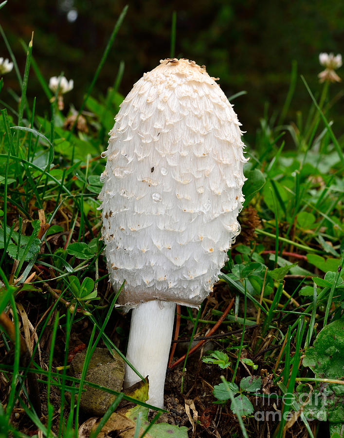 Mushroom Photograph - Shaggy Mane  by Brad Christensen