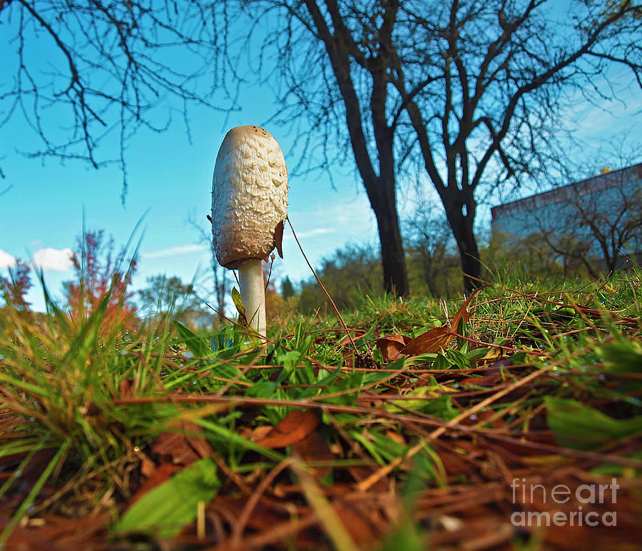 Mushroom Photograph - Shaggy mane mushroom CARR 101 by Howard Stapleton
