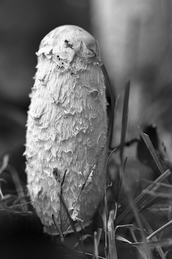 Shaggy Mane Mushroom Photograph by Eunice Gibb