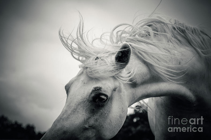Shaggy morning horse Photograph by Dimitar Hristov