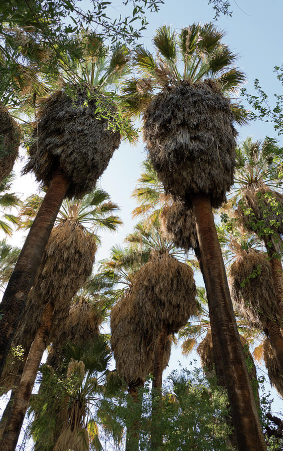 Shaggy Palms Photograph by Laurel Powell