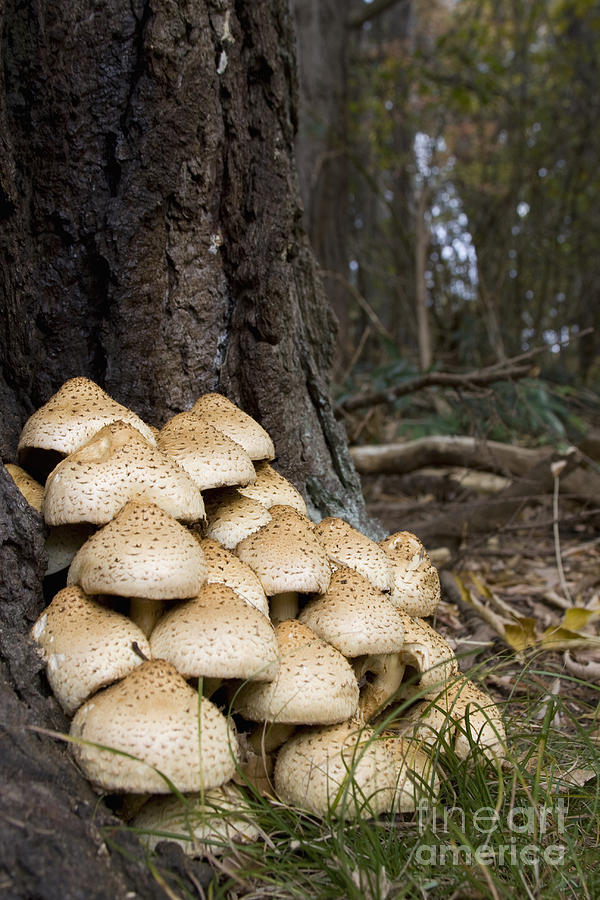 Mushroom Photograph - Shaggy Pholiota by Andrew Routh