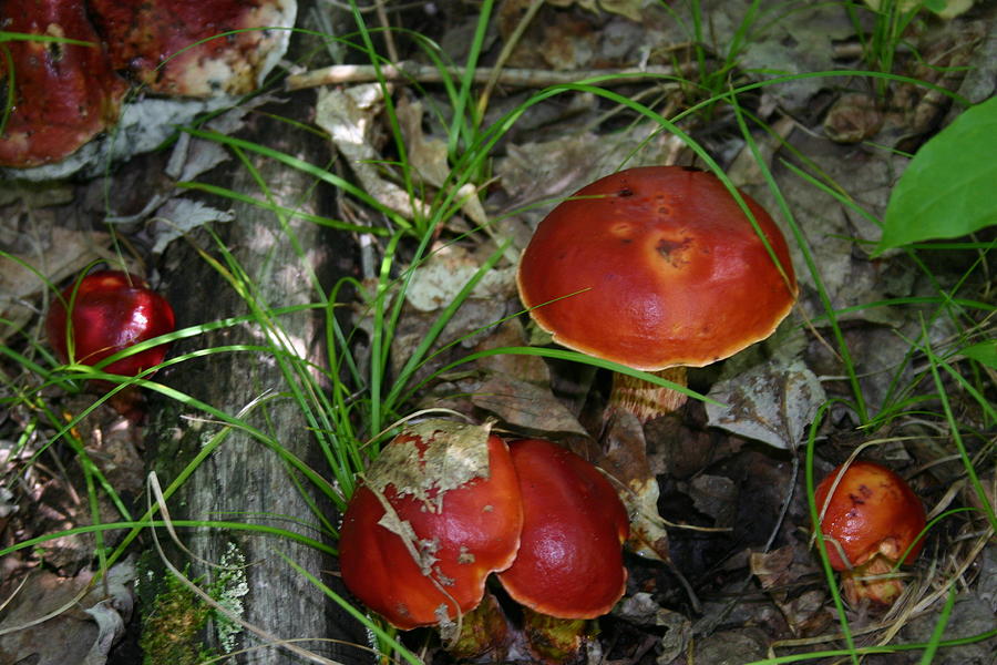 Mushroom Photograph - Shaggy Reds by Kevin Dunham
