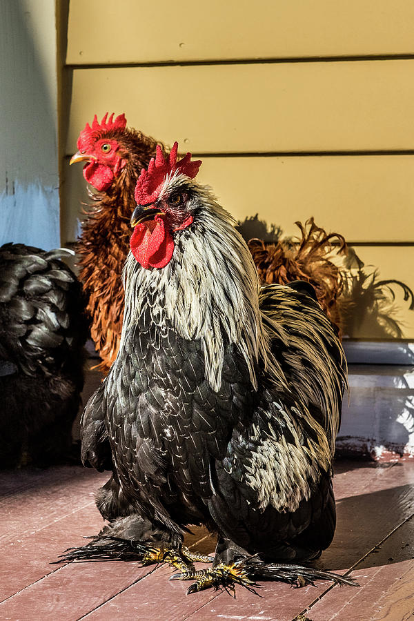 Shaggy Rooster Photograph by Paul Freidlund