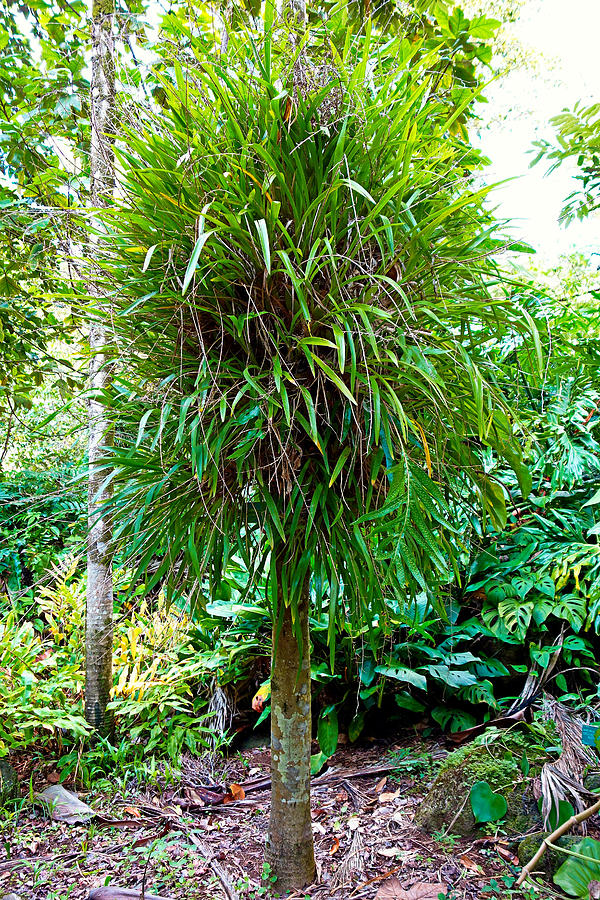 Shaggy Tropical Tree Photograph by Robert Meyers-Lussier