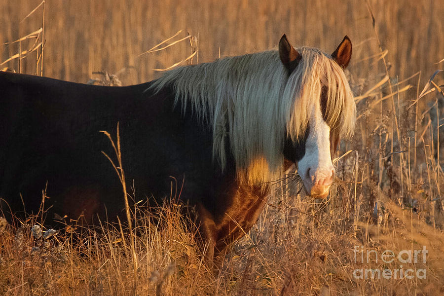 Shaggy Wild Pony II Photograph by Karen Jorstad