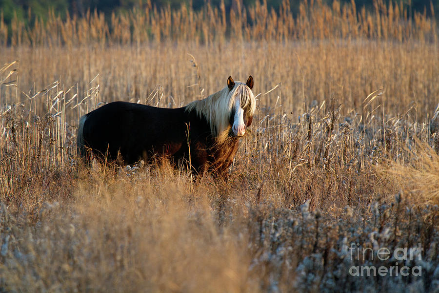 Shaggy Wild Pony I Photograph by Karen Jorstad