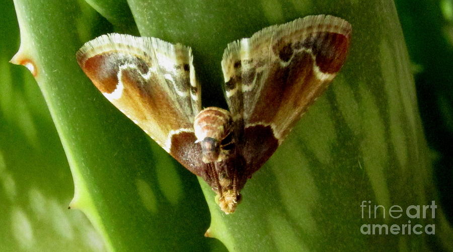 Shagreened Slug Moth Photograph by Joshua Bales
