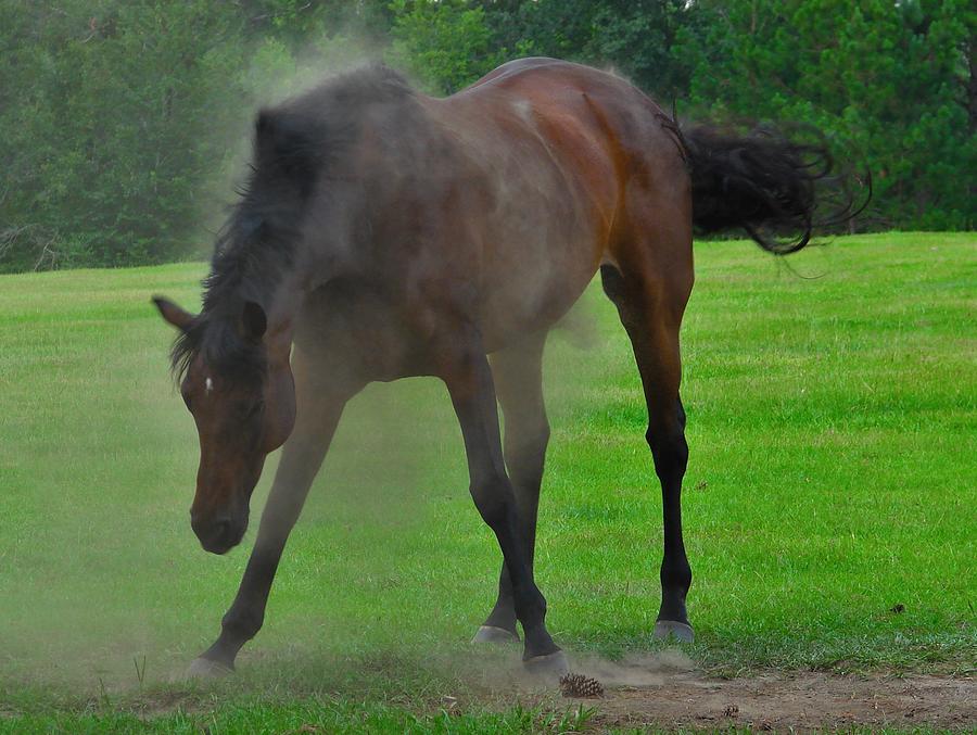 Shake It Off Photograph by Carl Moore Shake It Off Photograph by Carl Moore