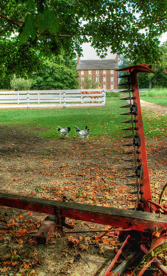 Shaker Chickens Photograph by Sam Davis Johnson