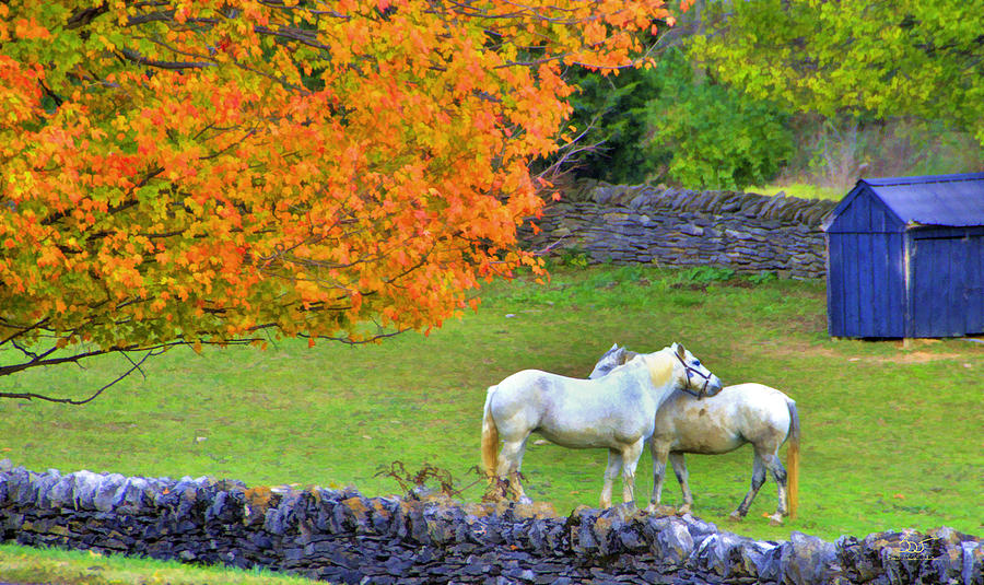 Shaker Horses and Stone Fences Photograph by Sam Davis Johnson