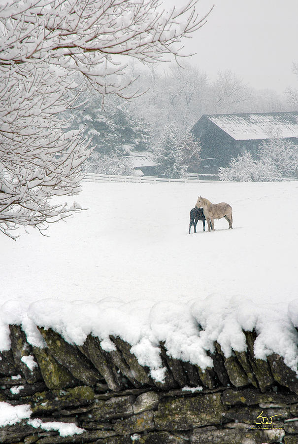 Shaker Horses in Winter 2 Photograph by Sam Davis Johnson
