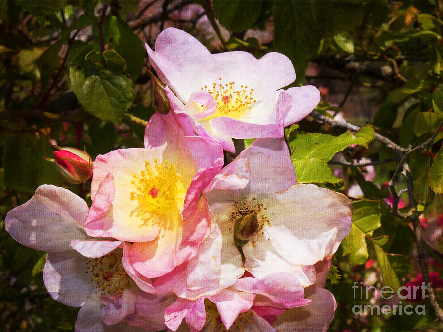 Shakespeares Summer Roses Photograph by Brenda Kean