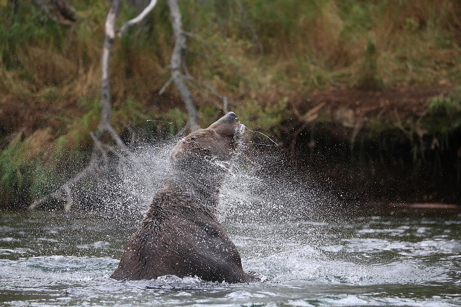 Shaking Brown Bear Photograph by Sam Amato
