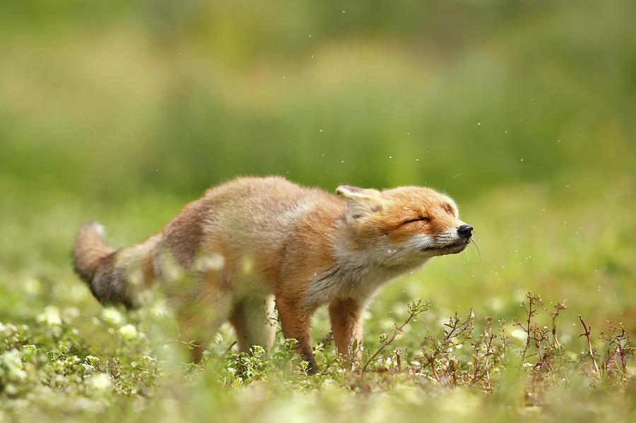 Nature Photograph - Shaking Fox by Roeselien Raimond
