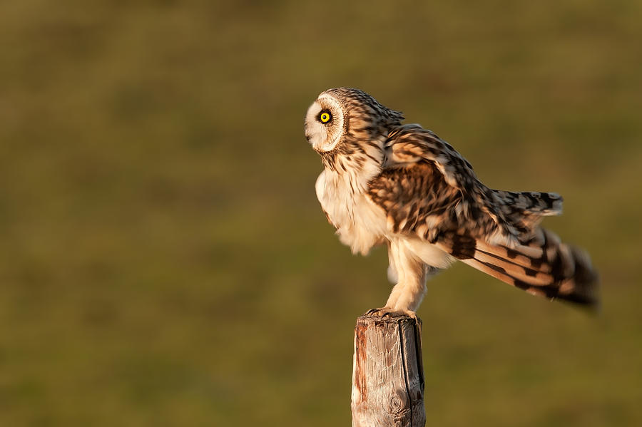 Bird Photograph - Shaking Short-eared Owl by Roeselien Raimond