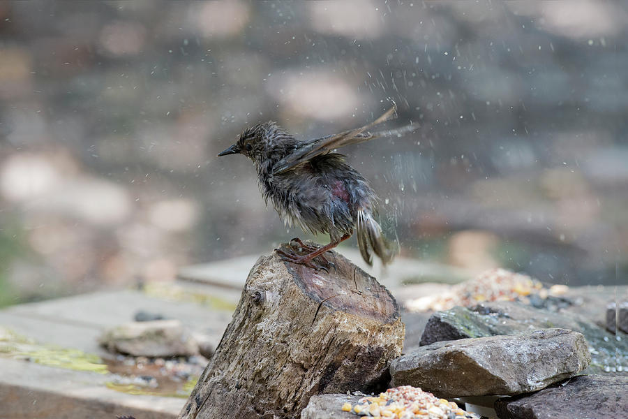 Young Bird Photograph - Shaking To Dry by Dan Friend