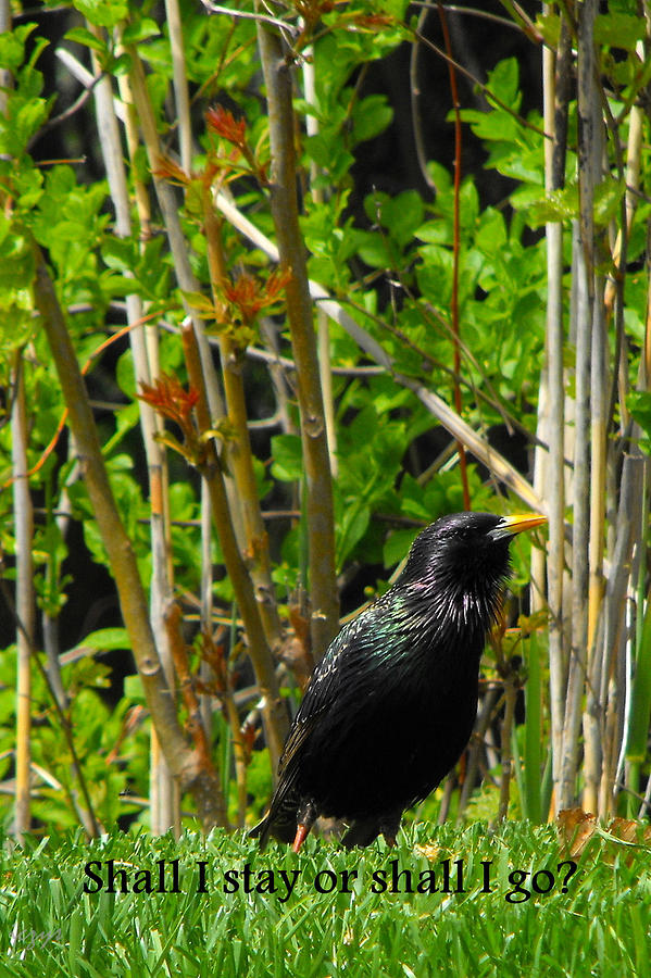 Blackbird Photograph - Shall I Stay or Shall I Go by Irene Czys