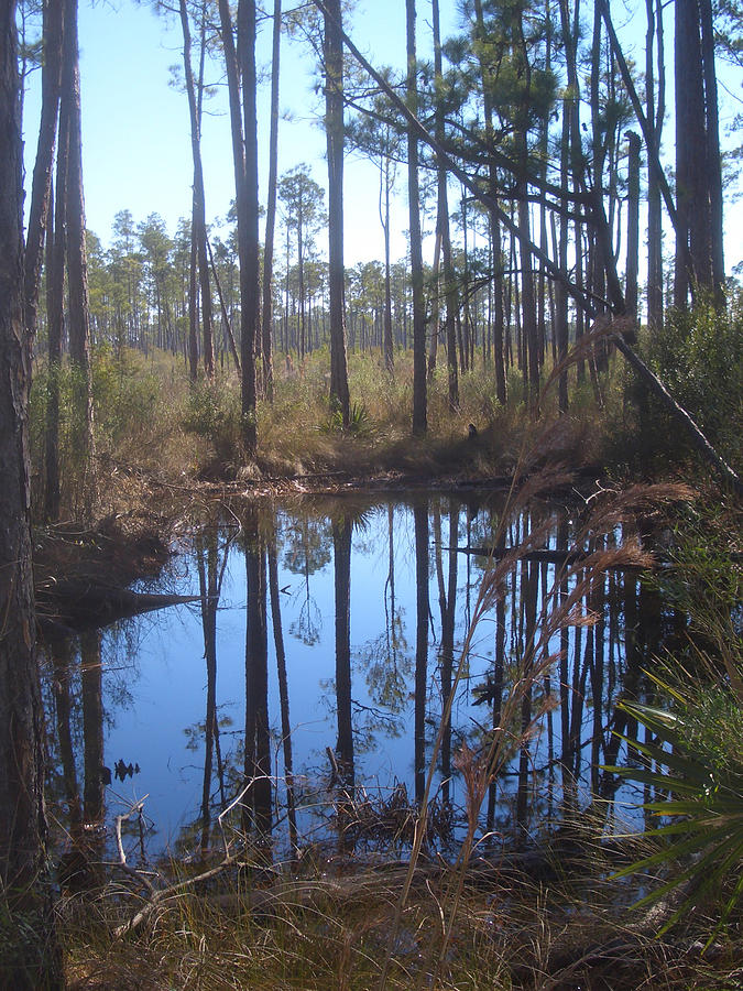 Shallow Pond Photograph by Steve Ellis - Fine Art America