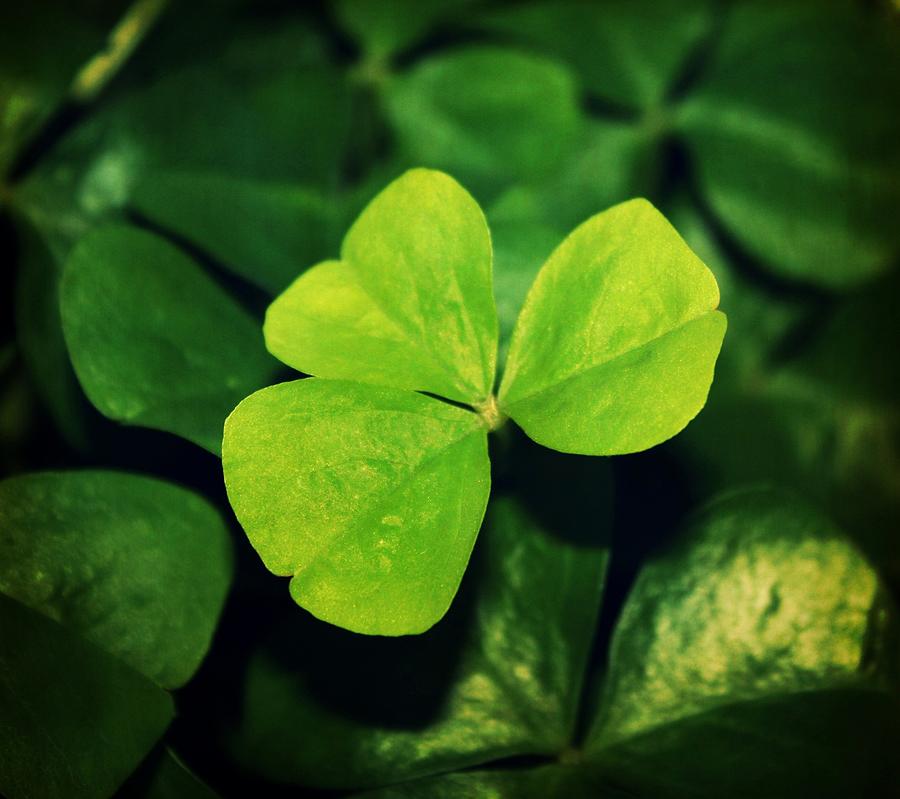 Shamrock Photograph by Cathie Tyler