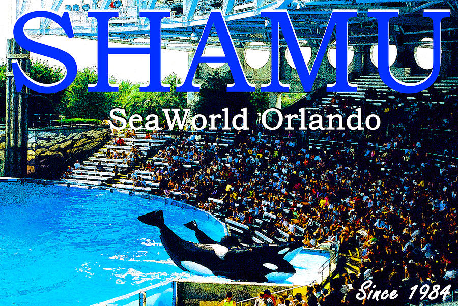 Shamu Show SeaWorld Orlando Painting by David Lee Thompson