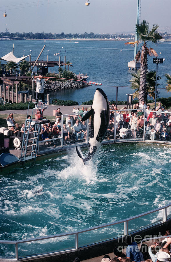 Dolphin Photograph - Shamu the Orca Sea World San Diego 1967 by Monterey County Historical Society