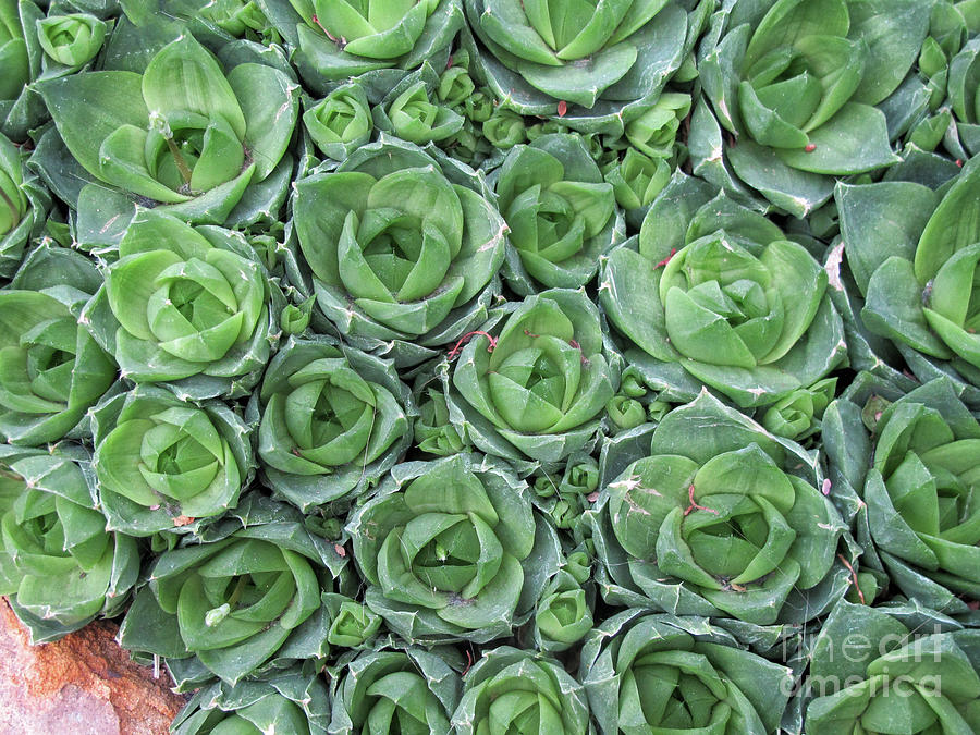 Shapes of succulents Photograph by Ruth Jolly