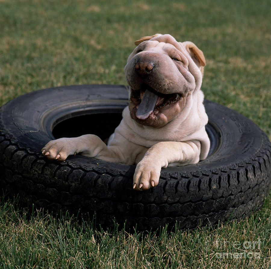 Shar Pei Playing In A Spare Tire Photograph by Jeanne White