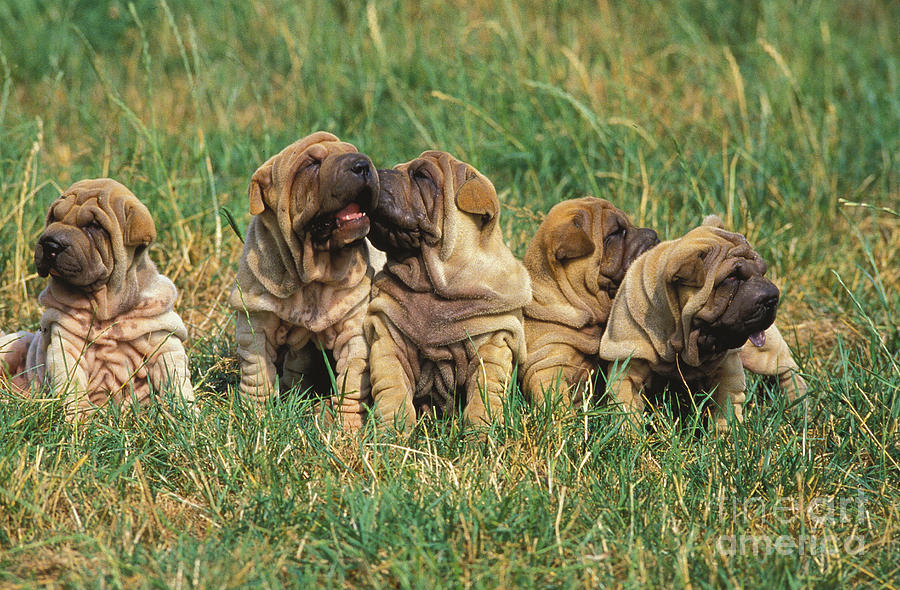 Shar Pei Puppies Sitting On Grass Photograph by Gerard Lacz